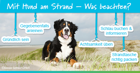 Strand Hund