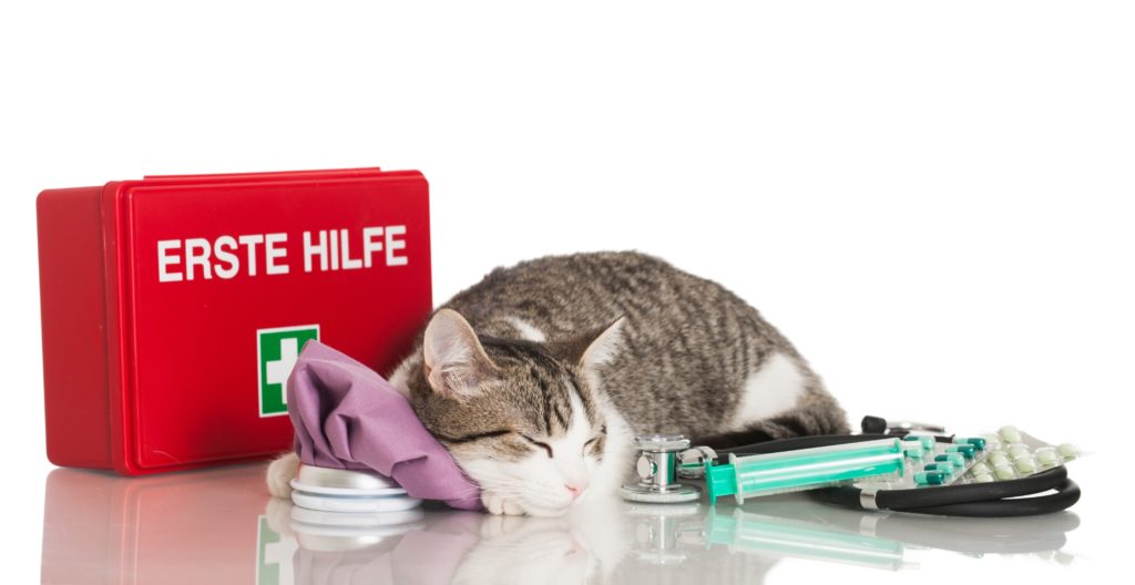 Reiseapotheke für Hunde und Katzen magazin.betreut.ch