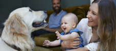 Hund an Baby gewöhnen