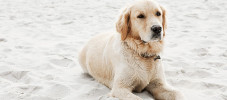 hund am strand