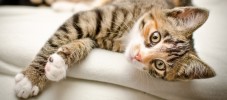 Resting cat