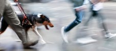 Treue Freunde und Helfer: So vielfältig helfen Hunde Menschen