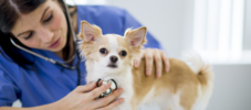 Hunde check-up