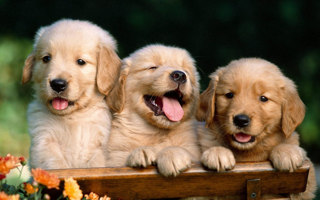 Familienhund