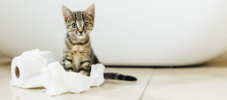 Stubenreine Katze